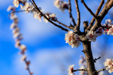 Blossoming peach on a blue sky background.
