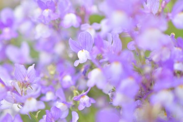 Fototapeta na wymiar 紫の小さな花