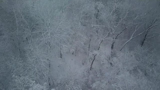 Camera flies past snow-covered trees