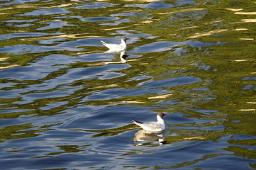 Gulls on lake Onego