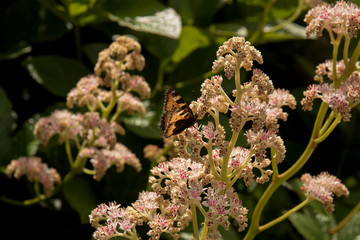 Botanical garden in Copenhagen