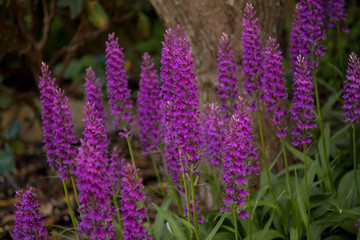 Fototapeta premium Botanical garden in Copenhagen