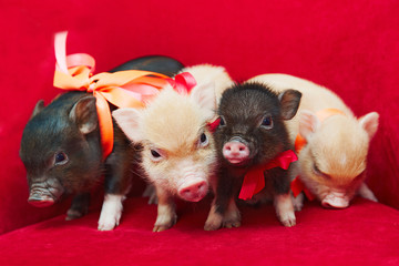 Fototapeta na wymiar Small cute newborn mini pigs
