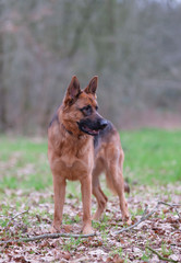 Portrait of a German Shepherd, 3 years old, standing in full body, in the forrest, autumn leafs on the ground