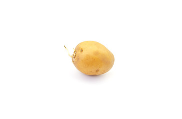 Old potato with sprouted shoots close up on a white background