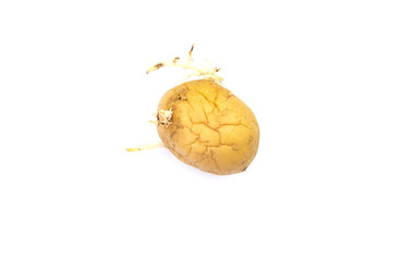 potatoes with sprouts on a white background isolated