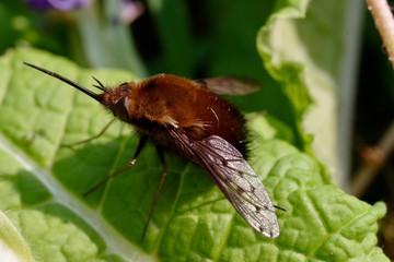abeille