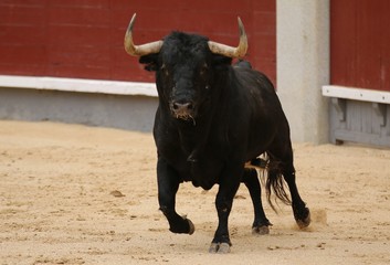 spanish bull in the bullring