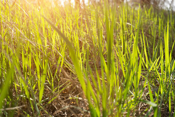 The rays of the sun make their way through the fresh spring grass