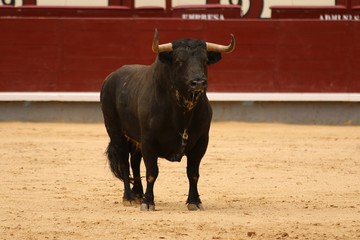 spanish bull in the bullring