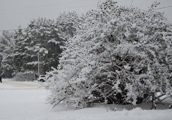 Trees in the snow during a blizzard