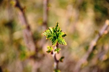 close up branch with young leaves of blackberry bush growing in soil in garden in spring sunny day. copyspace