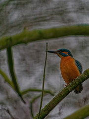 The mantled guereza, Colobus guereza, is a black-and-white colobus, a type of Old World monkey.