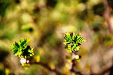 close up branch with young leaves of blackberry bush growing in soil in garden in spring sunny day. copyspace