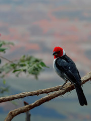 The red-cowled cardinal, Paroaria dominicana, is a bird species in the tanager family.