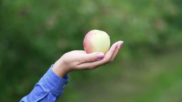 Fresh juicy ripe apple in a female hand in the garden.