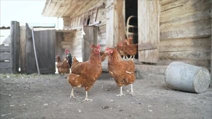 The two hens have light brown fur, gradient to the needle brown. two brown hens on a farm