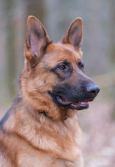 Portrait of a German Shepherd, brown and black, 3 years old, head portrait, selective focus, focus on eye. in the forrest