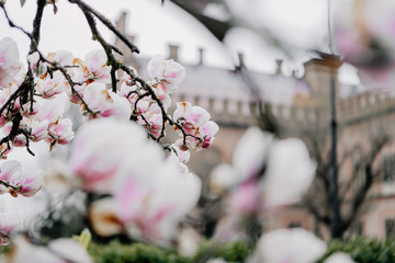 Springtime, magnolia blossoms