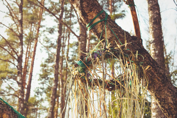 Pagan fantasy medieval legend sunny fresh spring summer ritual Slavic fest Kupala wreath in sunset forest park. Photo in retro hipster style processing