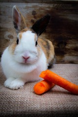 coniglio nano domestico con carota