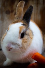 coniglio nano con carota