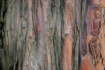 background of wooden bark of old wood