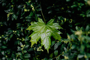 Fototapeta premium saturated green maple leaf on leaves on green background