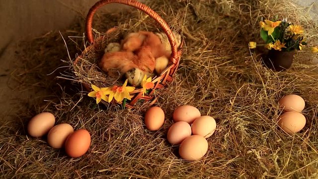 Little fox chickens sleep in a wicker basket on a background of hay, eggs, flowering daffodils and a clay vase with primroses