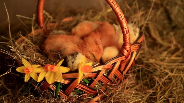 Little fox chickens sleep in a wicker basket on a background of hay and yellow daffodils