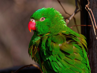 The superb parrot, Polytelis swainsonii, also known as Barraband's parrot, Barraband's parakeet, or green leek parrot.