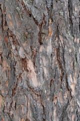 Pine tree bark, texture for background.