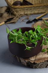 Green pepper seedlings in the rustic bowl on the wooden surface, gardening tools on the background.Vertical shot.Concept of seasoning seedlings