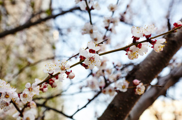 Beautiful white apricot blossom.Flowering apricot tree.Fresh spring background on nature outdoors.Soft focus image of blossoming flowers in spring time.For easter and spring greeting cards,banners