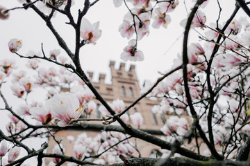 Springtime, magnolia blossoms