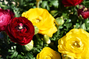 Gruß zum Muttertag und Valentinstag mit bunten Blumen