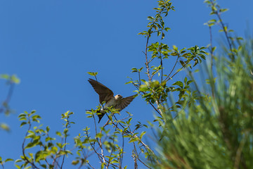 Red rumped swallow bird on the branches of tree. Cecropis Daurica. Wildlife animal photography