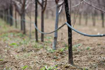 Photo of a black soaker hose with two holes for watering lying on the ground under a Cherry plant. Drip irrigation system in a garden.