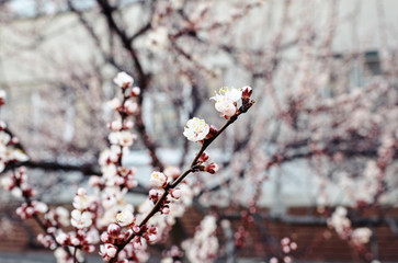 Beautiful white apricot blossom.Flowering apricot tree.Fresh spring background on nature outdoors.Soft focus image of blossoming flowers in spring time.For easter and spring greeting cards,banners
