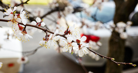 Beautiful white apricot blossom.Flowering apricot tree.Fresh spring background on nature outdoors.Soft focus image of blossoming flowers in spring time.For easter and spring greeting cards,banners