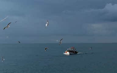 Fishing boat with seagulls on the sea
