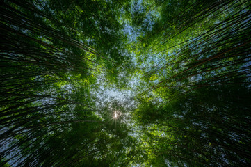 Green bamboo tree forest