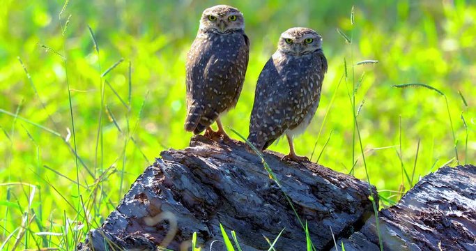 The Burrowing Owl, also called Field Caburet, Beach Owl, Field Owl, Miner , is called the "Burrowing Owl" for living in holes dug in the soil.