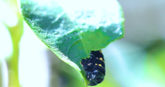 Methona themisto caterpillar eating leaves.