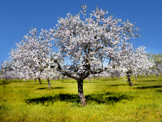 Fototapeta na wymiar Almond tree