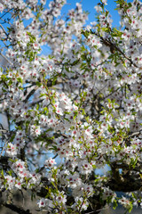 Almond Tree in Ibiza, spain