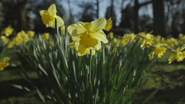 DAFFODIL /  NARCIS FLOWER IN SPRING IN THE SUN