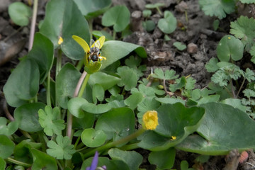 A bee is sitting on a flower in the garden. Biology. Honey. Nectar. Bee. Beekeeping. Entomology.
