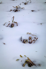 The long winter is coming. A flowerbed with plants covered with fresh snow
