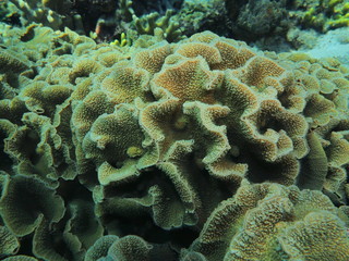 The amazing and mysterious underwater world of Indonesia, North Sulawesi, Manado, stone coral